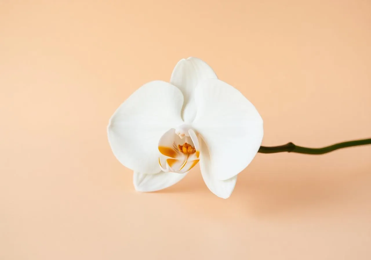 Facial harmony and aesthetic balance